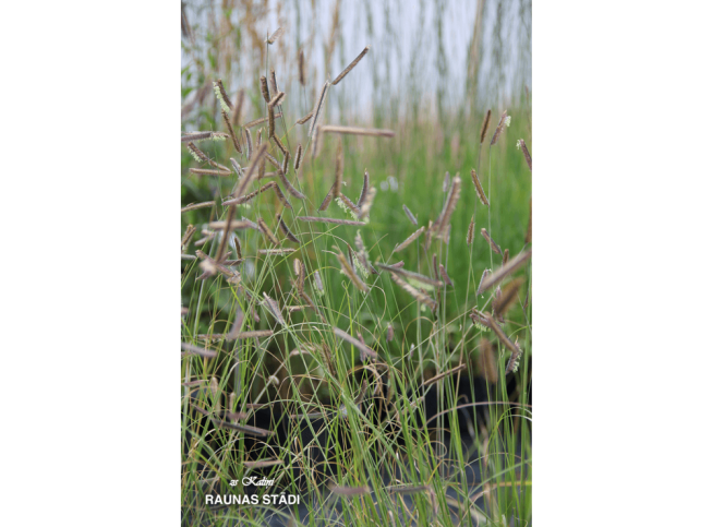 Bouteloua gracilis   'Bad River'
